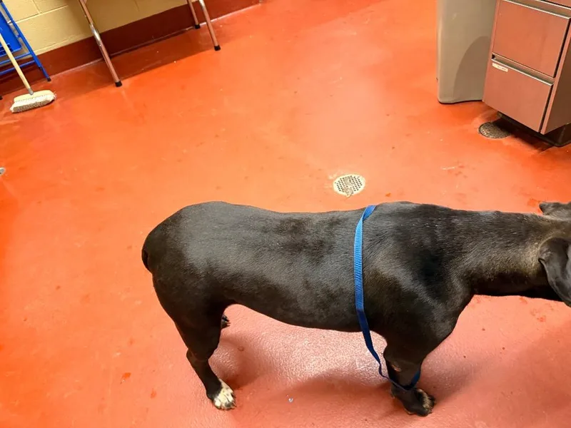 A young large-sized female Mixed Breed dog named Taffy for adoption in Douglasville, GA