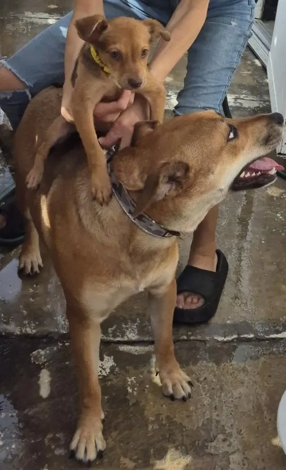 Maple K Good Citizen! thumbnail 4