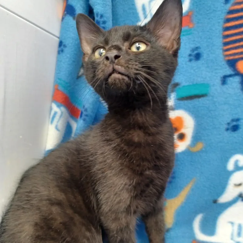 A baby small-sized male Domestic Short Hair cat named Luki for adoption in New Tazewell, TN