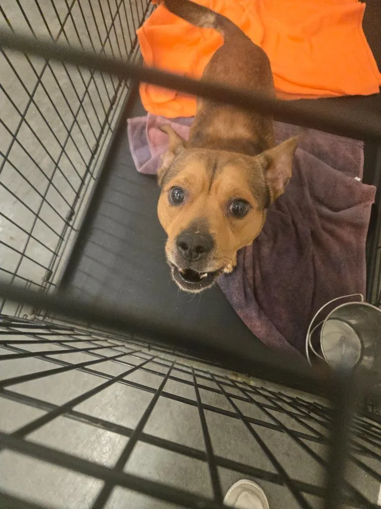A young small-sized male Basset Hound dog named Archie for adoption in Elizabethton, TN