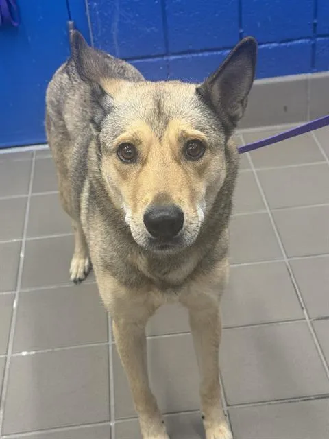 A young medium-sized female German Shepherd Dog dog named Luz for adoption in Albuquerque, NM