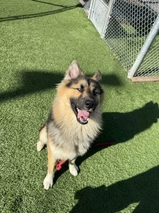 A young large-sized male German Shepherd Dog dog named Pacific for adoption in Seattle, WA