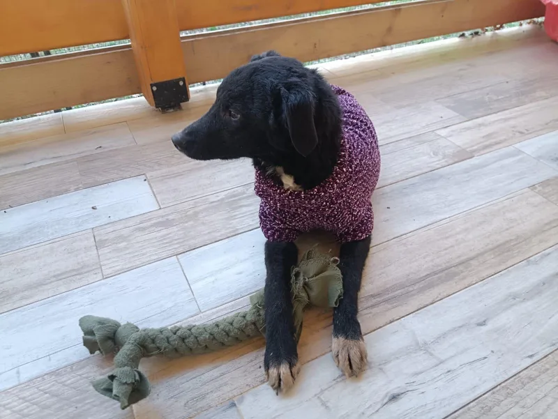 Little Boy thumbnail 2