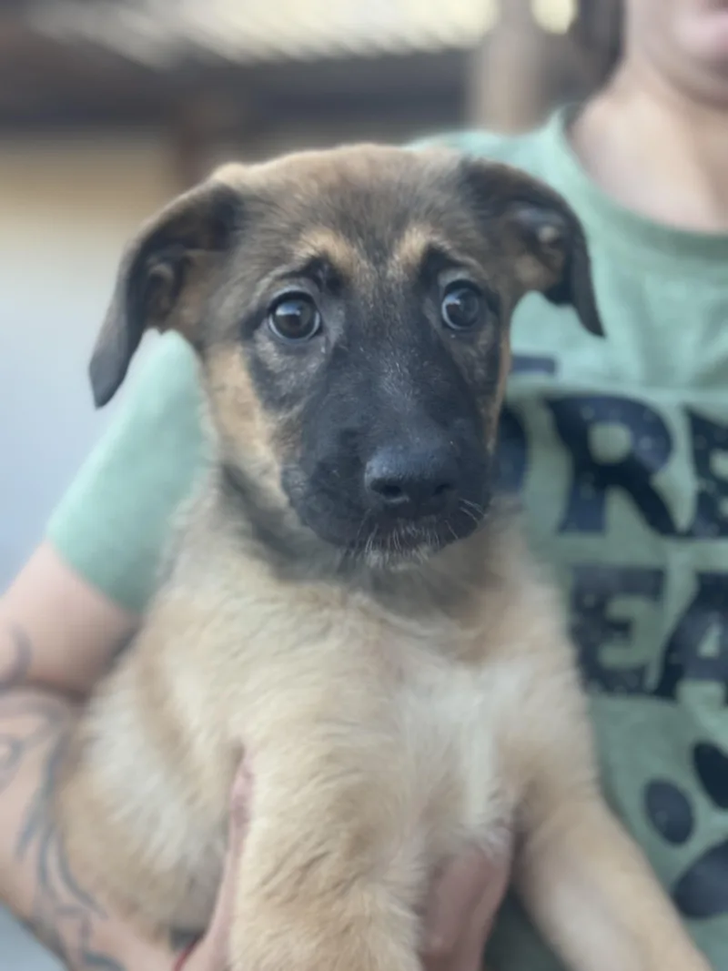 A baby medium-sized female Yellow / Tan / Blond / Fawn Dutch Shepherd dog named Ava for adoption in Brentwood, CA