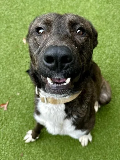 An adult large-sized male Brown / Chocolate Mixed Breed dog named Buddy for adoption in Wichita, KS