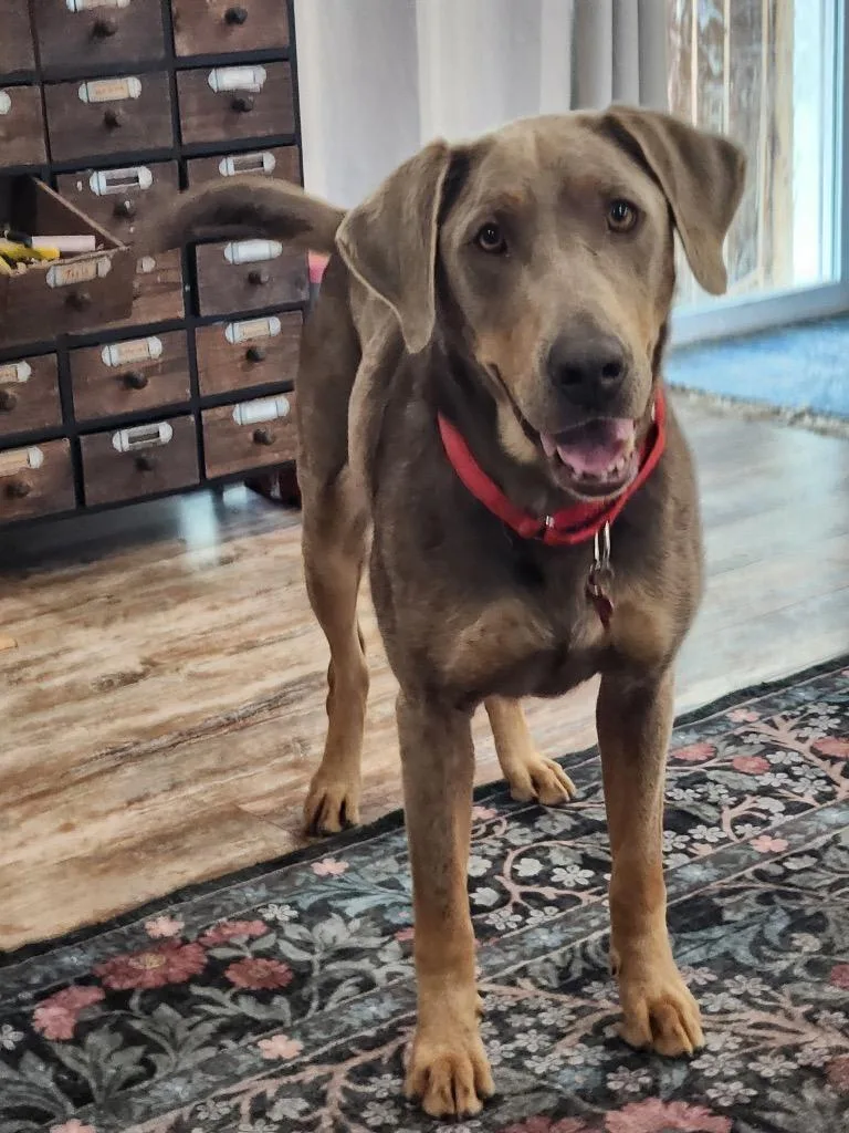 An adult large-sized female Weimaraner dog named Sable for adoption in Fayetteville, AR