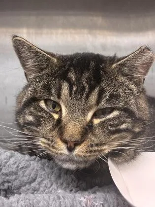 An adult medium-sized male Domestic Short Hair cat named Niki for adoption in West Chester, PA
