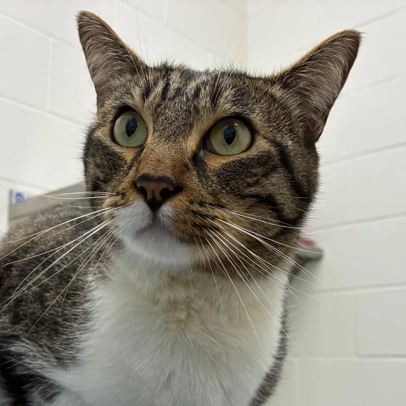 An adult large-sized male Brown / Chocolate Domestic Short Hair cat named Peter for adoption in Corpus Christi, TX