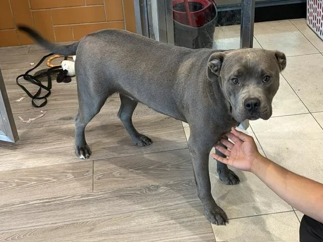 An adult large-sized female Staffordshire Bull Terrier dog named Astraea for adoption in Garland, TX