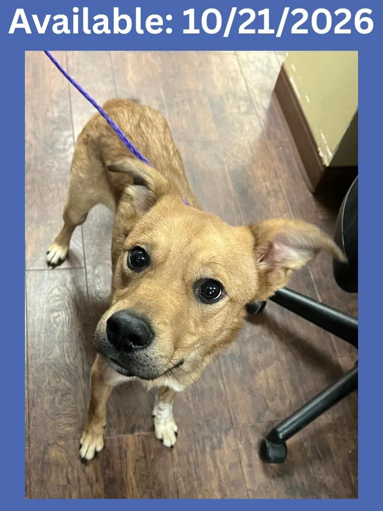 An adult medium-sized male Shepherd dog named Dog Kennel  "Charlie for adoption in Greenville, TX