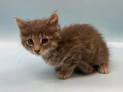 A baby small-sized male Domestic Short Hair cat named Frozone for adoption in Woodbury, MN