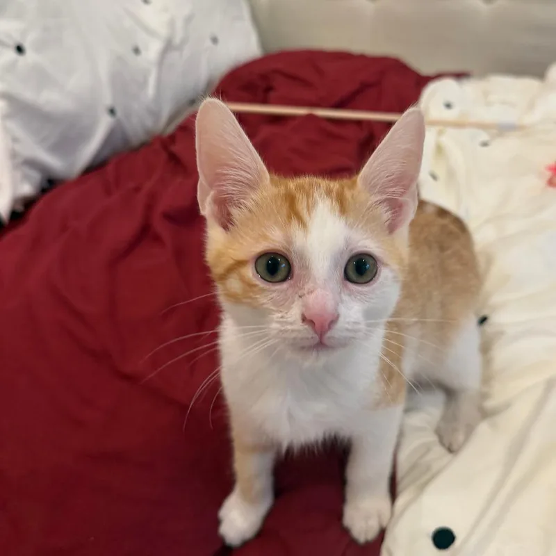 A baby small-sized male White Domestic Short Hair cat named Fonzarelli for adoption in Los Angeles, CA