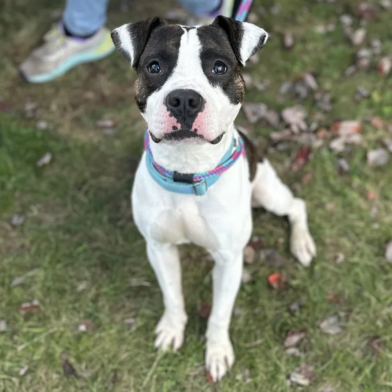 An adult medium-sized male Brindle Mixed Breed dog named Mufasa for adoption in Youngstown, OH
