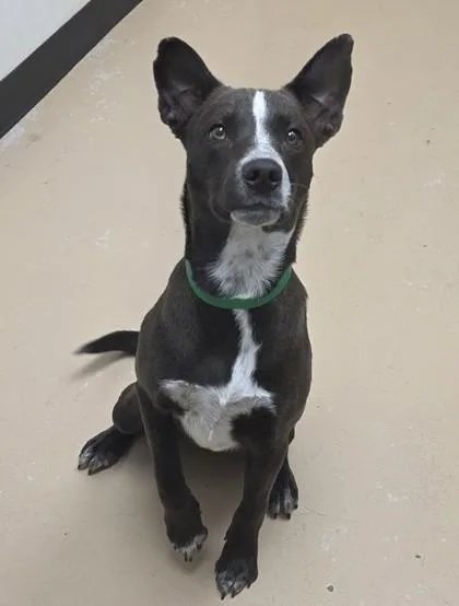 An adult large-sized female Australian Cattle Dog / Blue Heeler dog named Gazalle for adoption in Phoenix, AZ