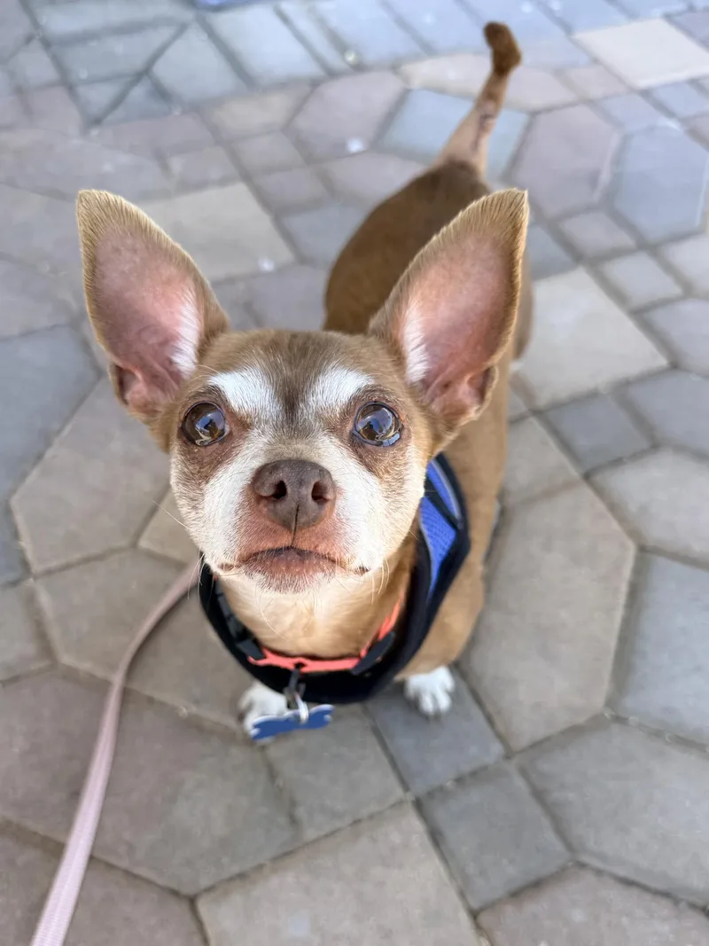 A senior small-sized female Brown / Chocolate Chihuahua dog named Betty for adoption in Las Vegas, NV