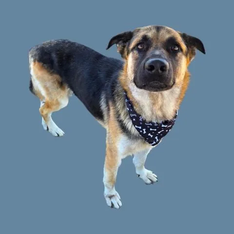 A young large-sized male Tricolor (Brown, Black, & White) German Shepherd Dog dog named Ballister URGENT for adoption in Thousand Oaks, CA