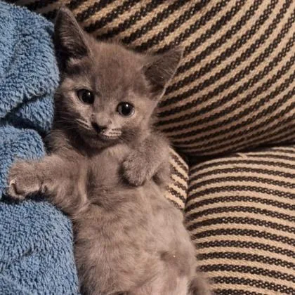 A baby small-sized female Domestic Short Hair cat named Autumn for adoption in Janesville, WI