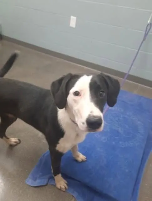 A baby large-sized female Great Dane dog named Nix for adoption in Newport, KY