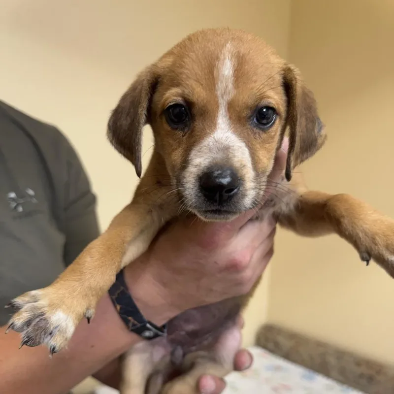 A baby small-sized female Brown / Chocolate Mixed Breed dog named Opalypse for adoption in Corinth, MS