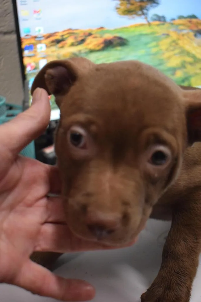 A baby medium-sized female American Bulldog dog named Opal for adoption in Pahrump, NV