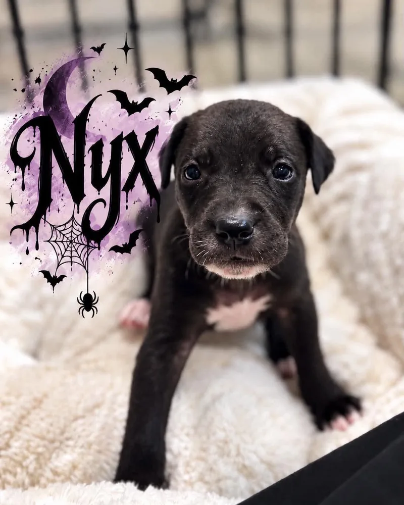 A baby large-sized female Golden Retriever dog named Nyx for adoption in Grand Bay, AL