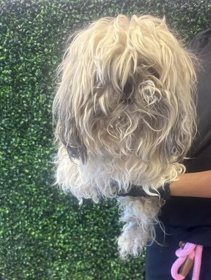 An adult small-sized male White / Cream Shih Tzu dog named 61110940 for adoption in El Paso, TX