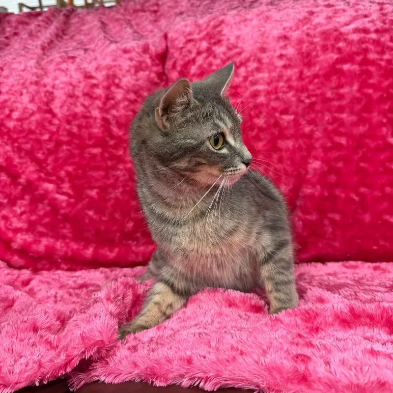 An adult small-sized female Gray / Blue / Silver Domestic Short Hair cat named Silk for adoption in Raleigh, NC