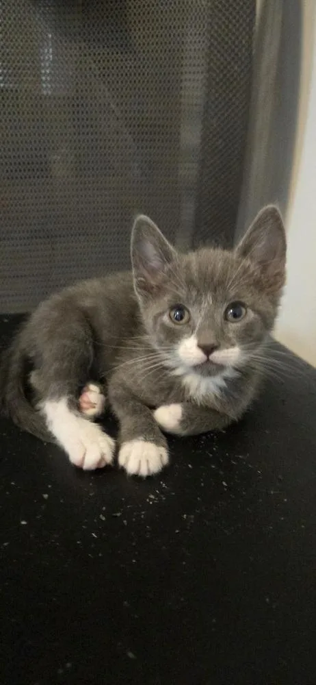 Natty Boh thumbnail 2