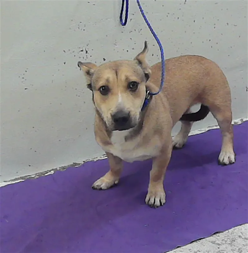 A young large-sized female Cardigan Welsh Corgi dog named Dash for adoption in Houston, TX