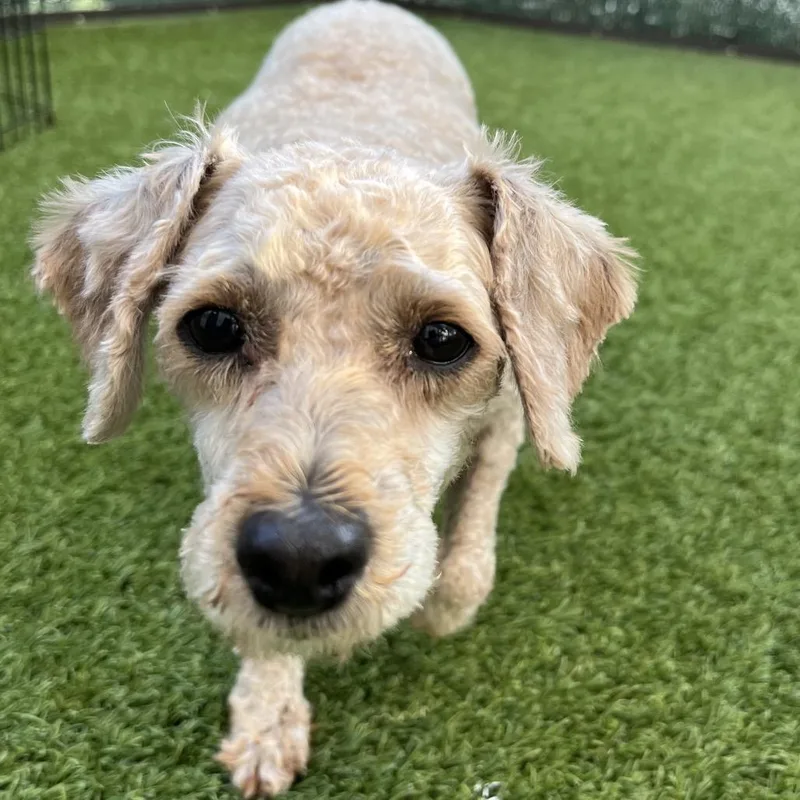 Eden