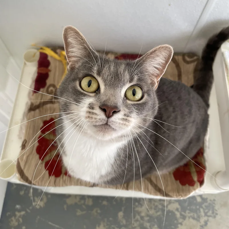 An adult medium-sized female Gray & White Domestic Short Hair cat named Millie for adoption in Hollister, CA