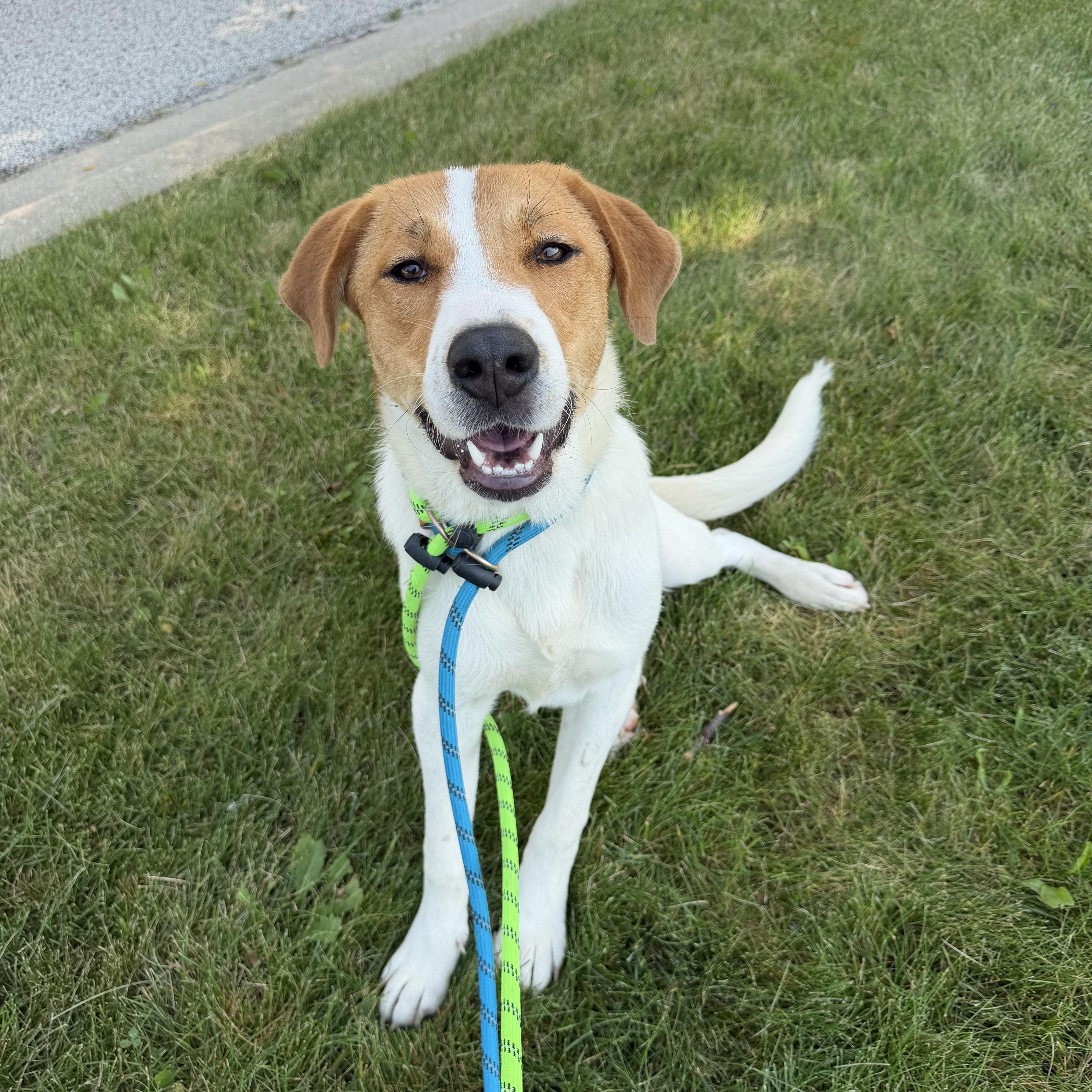 A young medium-sized female Hound dog named Zelda for adoption in Mokena, IL