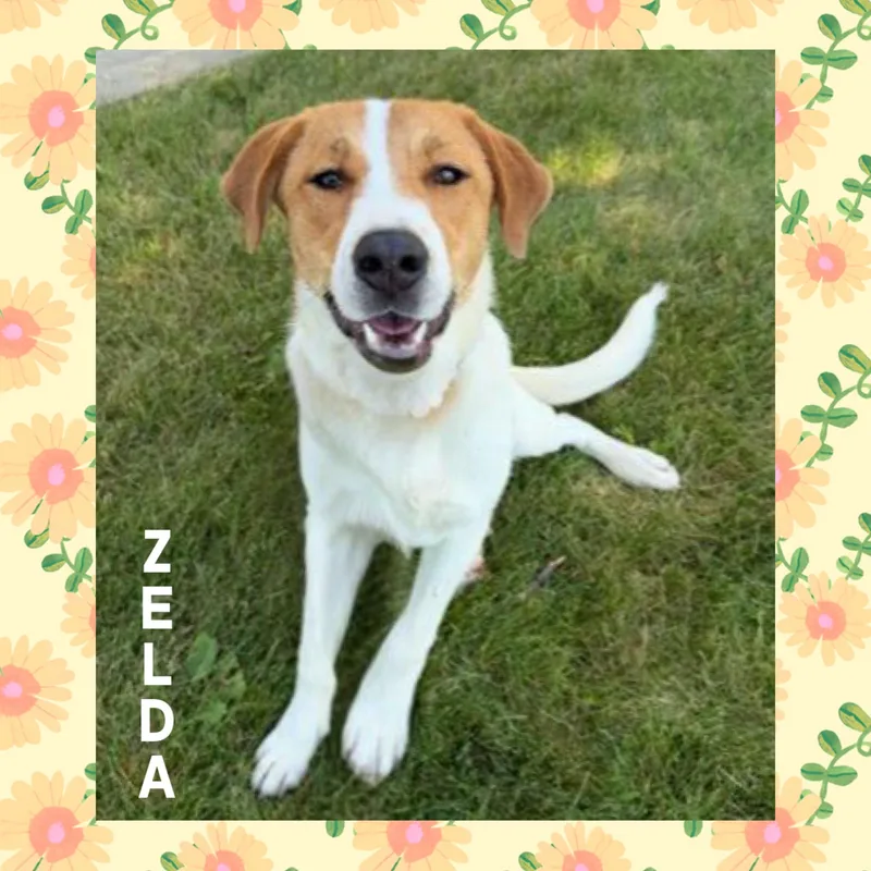 Zelda thumbnail 3