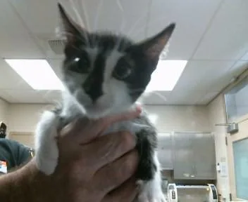 A baby small-sized male Domestic Short Hair cat named Ancho Chile for adoption in Sacramento, CA