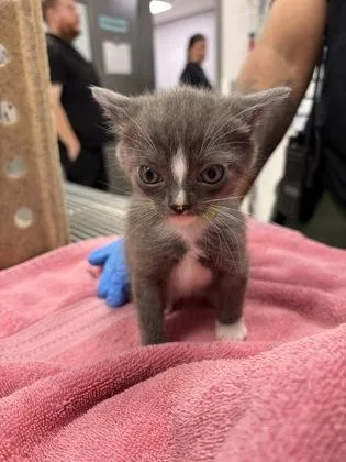 A baby small-sized male Domestic Short Hair cat named Mike Wazowski for adoption in Gastonia, NC