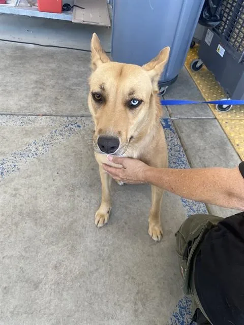 A young large-sized female Australian Cattle Dog / Blue Heeler dog named Queenie for adoption in Bakersfield, CA