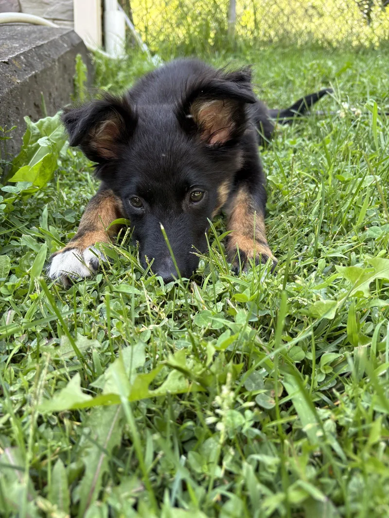 Moose