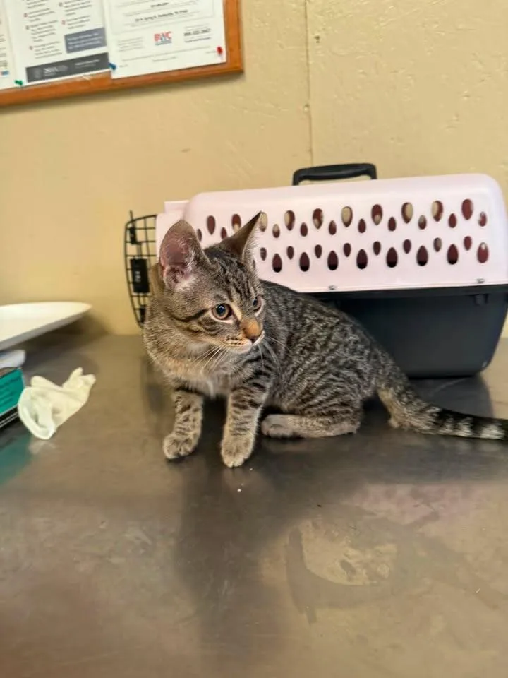 A baby medium-sized male Domestic Medium Hair cat named Meatball for adoption in Shelbyville, TN