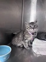 A young medium-sized female Gray / Blue / Silver Domestic Medium Hair cat named Sweettart for adoption in Harrisonville, MO