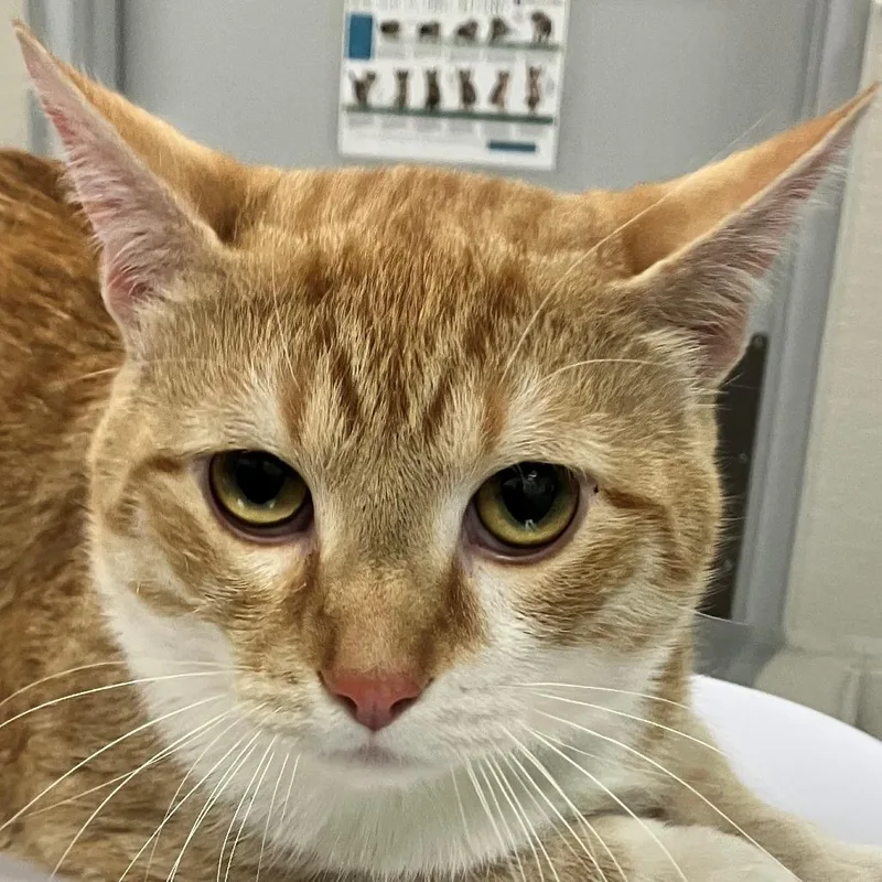 An adult large-sized male Orange / Red Domestic Short Hair cat named Mac for adoption in Las Cruces, NM