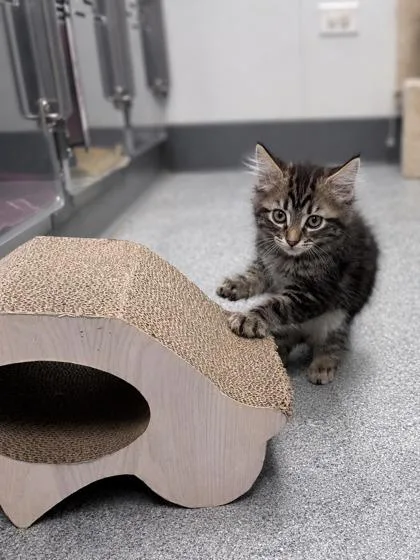 A baby medium-sized male Tabby (Brown / Chocolate) Domestic Medium Hair cat named Merlot for adoption in Tinley Park, IL