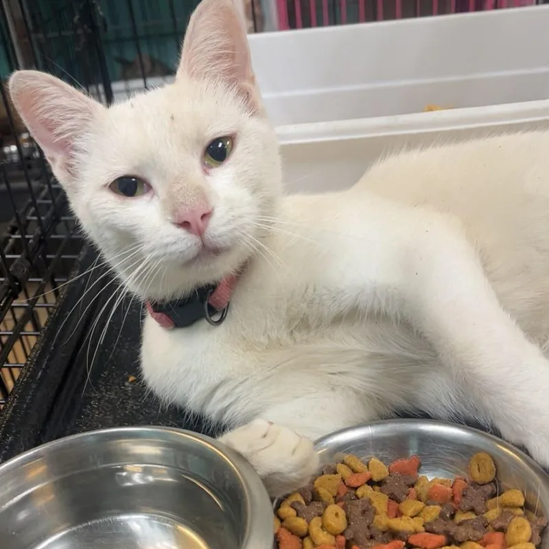 An adult medium-sized female White Domestic Short Hair cat named Ophelia for adoption in Gadsden, AL