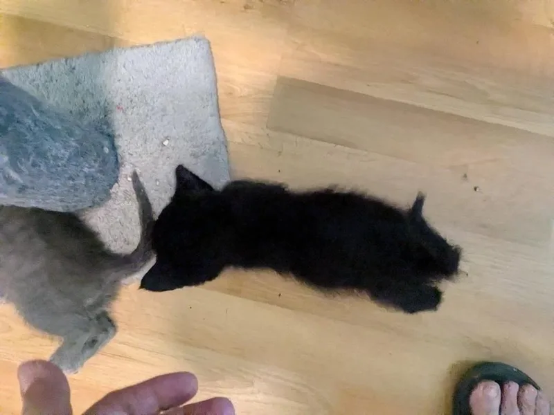 Teddy Bear thumbnail 2