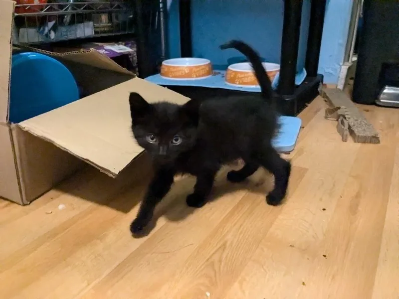 Teddy Bear thumbnail 3