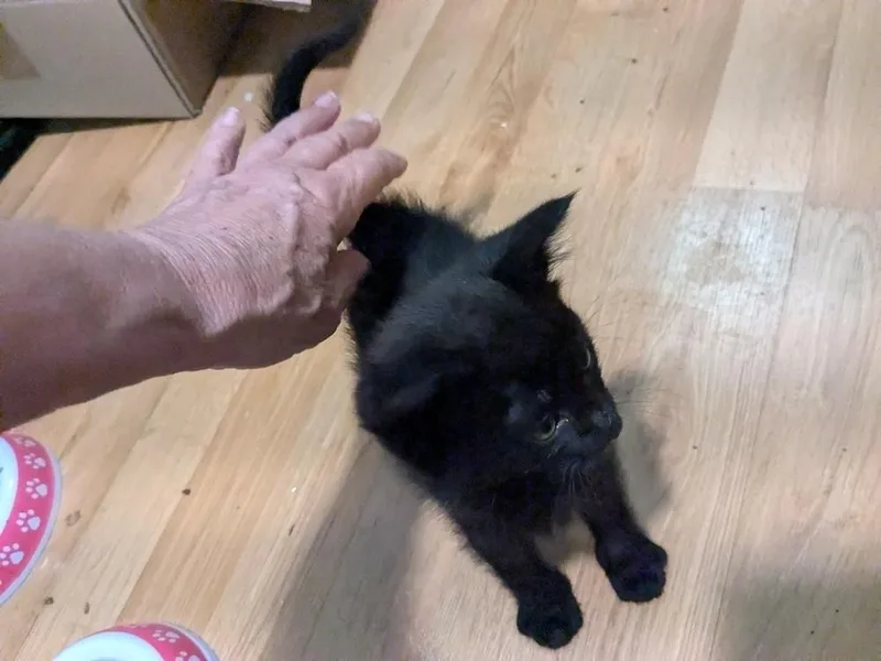 Teddy Bear thumbnail 4