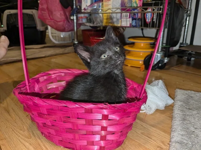 Teddy Bear thumbnail 6