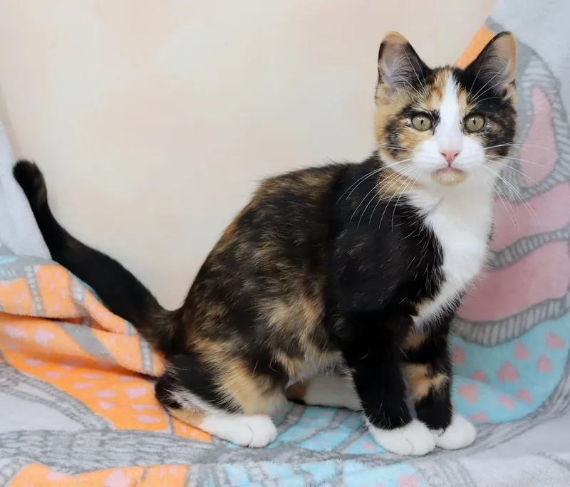 A baby medium-sized female Calico Domestic Short Hair cat named Cookie for adoption in Tierra Verde, FL