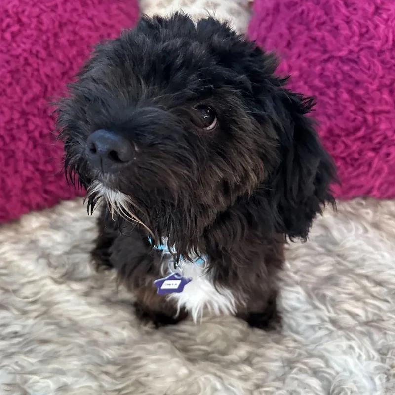 A young small-sized male Black Poodle dog named Onyx for adoption in San Francisco, CA