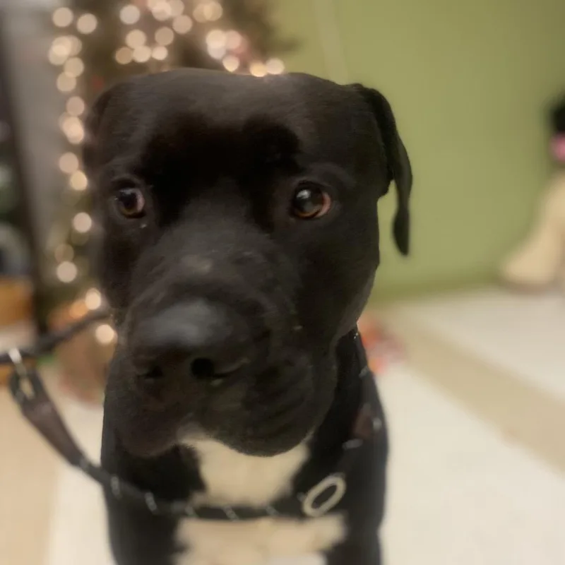 Frosty The Snowdog thumbnail 2