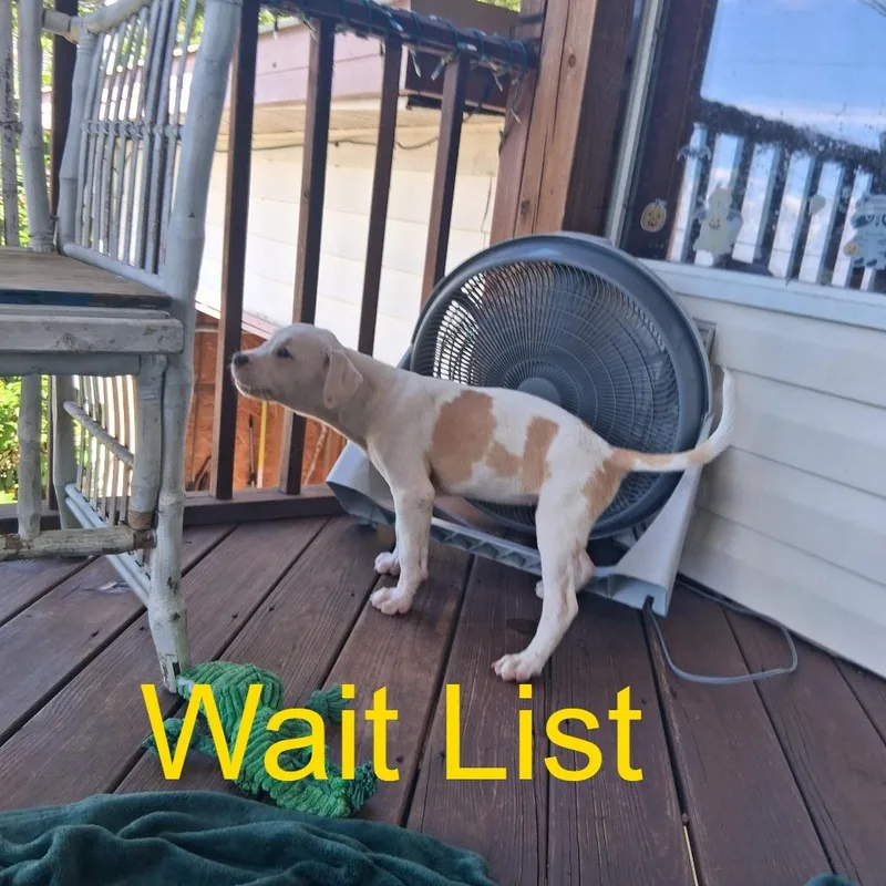 A baby medium-sized female Pit Bull Terrier dog named Freckles for adoption in Livingston, TX